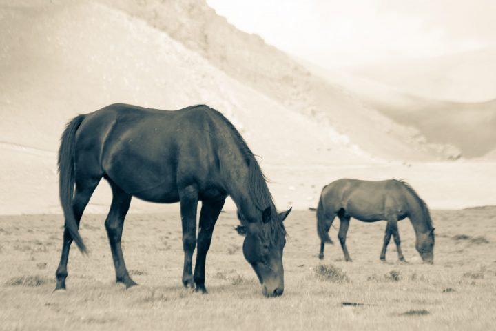 Horses on the Irakhiktuz plateau