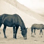 Horses on the Irakhiktuz plateau
